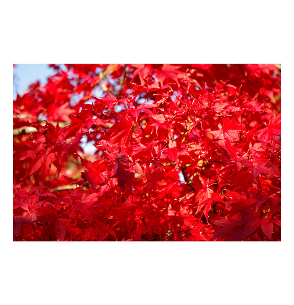 Reds
